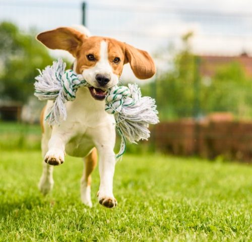 Dog-Park.jpeg