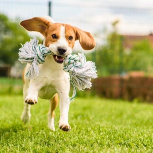 Dog-Park.jpeg