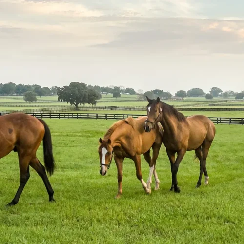 Horses in Field
